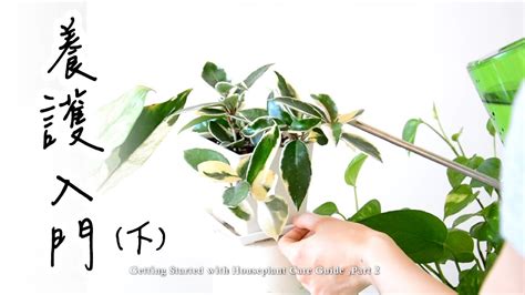 陽氣植物|陽氣植物養護：新手入門指南